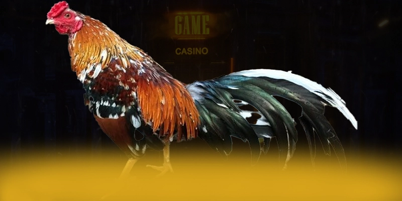 GA6789 - Cổng cá cược chuyên nghiệp trên thị trường