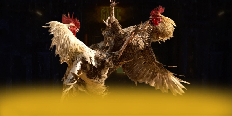 
Tìm hiểu DAGA88 - Nhà cái có thưởng lớn tại Việt Nam
