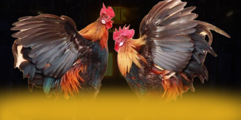 W88 - Cổng game bài đáng trải nghiệm trong giới game thủ