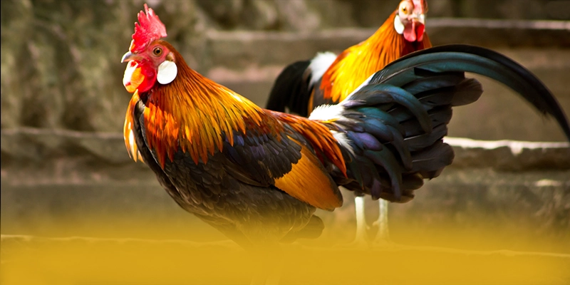 
Cập nhật thông tin về FAFA191 - Sảnh game uy tín số 1 cho người chơi
