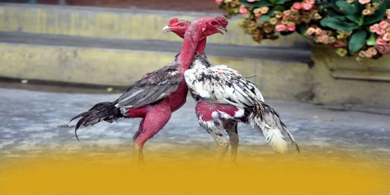 Khám phá hành trình của ĐÁ GÀ TRỰC TIẾP - Sân chơi phổ biến nhất được quan tâm
Khám phá hành trình của ĐÁ GÀ TRỰC TIẾP - Sân chơi phổ biến nhất được quan tâm