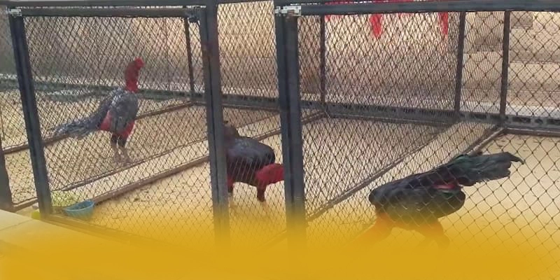 DAGA88 - Trang game giá trị nhất được cộng đồng game thủ yêu thích – Săn quà và khuyến mãi hot từ DAGA88