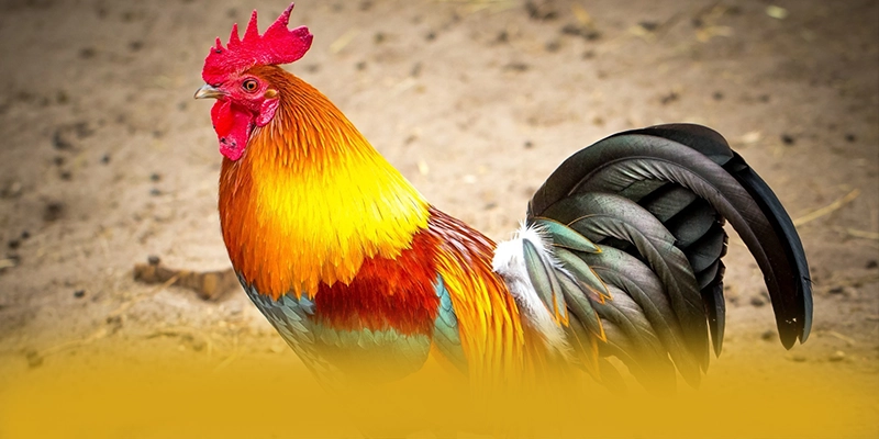 KKWIN - Kết luận tổng thể về nền tảng này từ trải nghiệm thực tế.