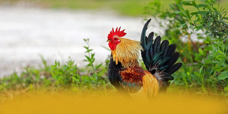 AU88 - Thương hiệu đang được quan tâm hàng đầu trên thị trường – Khám phá AU88