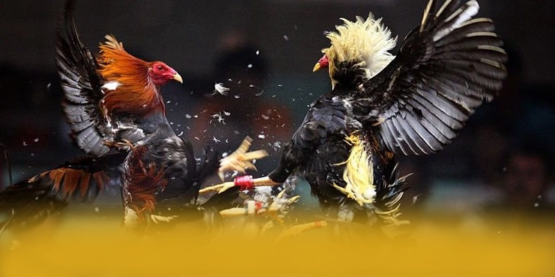 
Trải nghiệm [THUONG_HIEU] - Cổng cá cược uy tín số 1 được giới cược thủ tin tưởng
