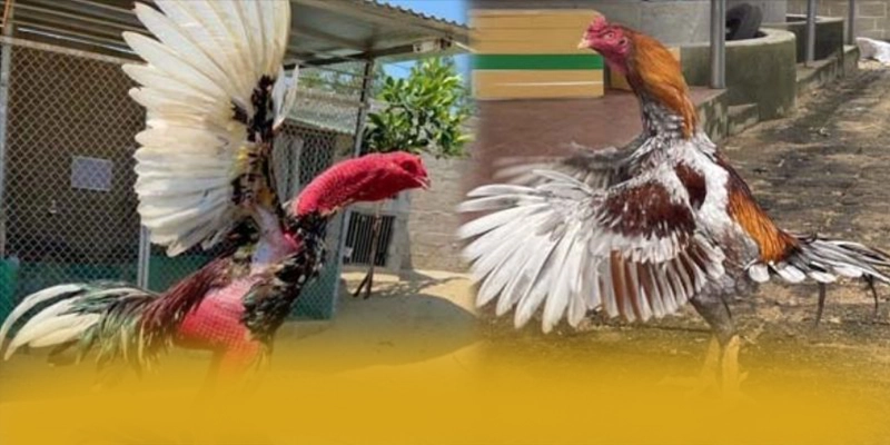 BL555 - Kết bài một cách chi tiết.