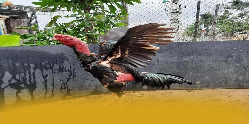 BL555 – Cổng giải trí uy tín số 1, được giới cược thủ đánh giá cao.